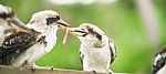 Kookaburras Fighting For Food During The Day Stock Photo