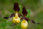 Lady Slipper Orchid Stock Photo