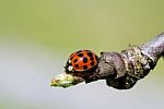 Ladybug Stock Photo