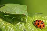 Ladybug And Green Bug Stock Photo