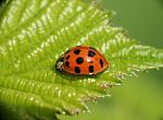 Ladybug On Leaf Stock Photo
