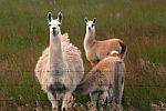 Lama Stock Photo