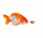 Large And Small Goldfish Stock Photo