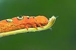 Large Orange Caterpillar Stock Photo