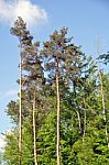 Large Pine Trees Stock Photo
