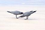 Lava Gulls (leucophaeus Fuliginosus), Isabela Island, Galapagos Stock Photo