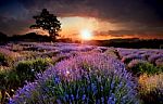 Lavender Stock Photo
