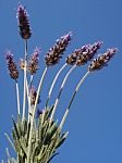 Lavender Flowers Stock Photo