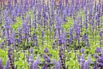 Lavender Flowers Background Stock Photo