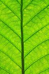 Leaf Surface  Stock Photo