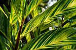 Leaf Texture Background Stock Photo