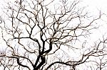 Leavesless Tree Stock Photo