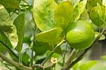 Lemons Hanging On Tree Stock Photo