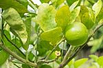 Lemons Hanging On Tree Stock Photo