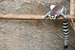 Lemur Stock Photo