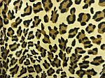 Leopard Skin Stock Photo