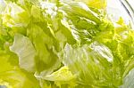 Lettuce Stock Photo