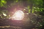 Lightbulb Concept In Forest Nature Stock Photo