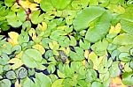 Lily Pads Stock Photo