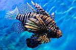 Lion Fish In The Water Stock Photo