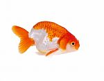 Lion Head Goldfish Stock Photo
