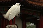 Little Egret Bird In Temple Background, Taiwan Stock Photo