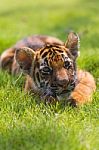 Little Tiger Stock Photo
