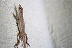 Lizard Climbing On A Wall Stock Photo