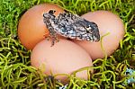 Lizard Emerging From Its Egg Stock Photo