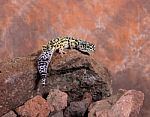 Lizard On Desert Rocks Stock Photo