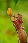 Lizard On Nepenthes Stock Photo