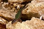 Lizard On Stone Stock Photo