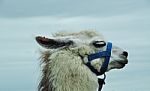 Llama Stock Photo