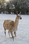 Llama In The Snow Stock Photo
