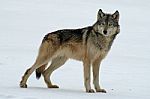 Lone Gray Wolf Stock Photo