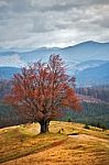 Lone Tree In Autumn Mountains. Cloudy Fall Scene Stock Photo
