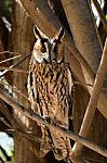 Long Eared Owl Stock Photo