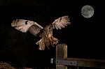Long Eared Owl In Flight And Full Moon Stock Photo