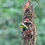 Long - Tailed Broadbill Birds Stock Photo