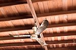 Lots Of Dust Stain On Ceiling Fan Stock Photo