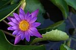 Lotus Blossom Stock Photo
