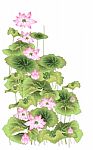 Lotus Flower Stock Photo