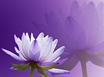 Lotus Flower Stock Photo