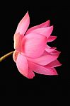 Lotus Flower Isolated On Black Background Stock Photo