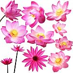 Lotus Flower Isolated On White Background Stock Photo