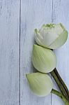 Lotus Flower On The White Wooden Background Stock Photo