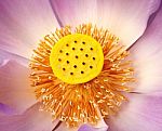 Lotus Flower With Pod Stock Photo