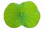 Lotus Leaf On Isolated White In Close Up For Background, Texture Stock Photo