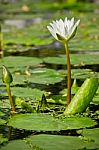 Lotus On Pond Stock Photo