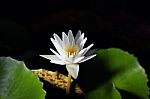 Lotus Or Water Lily Black Background From Thailand Stock Photo